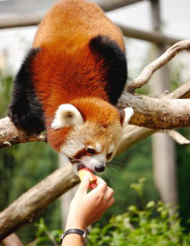 Zoo de Bordeaux Pessac