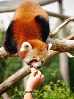 zoo de Pessac Bordeaux